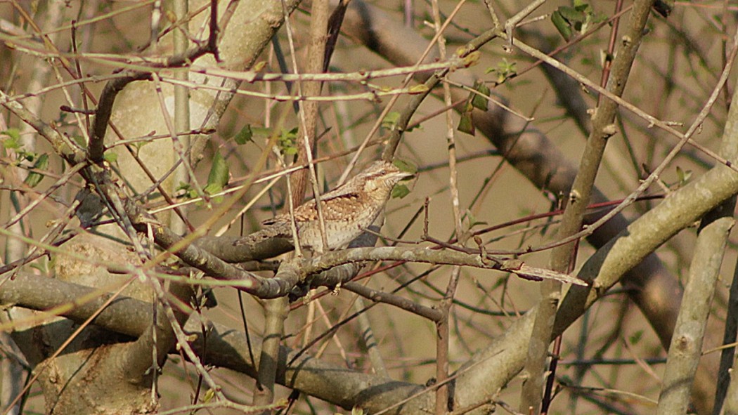 Eurasian Wryneck
