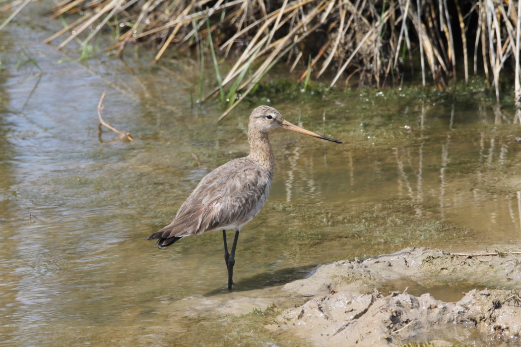 Black-tailed Godwit