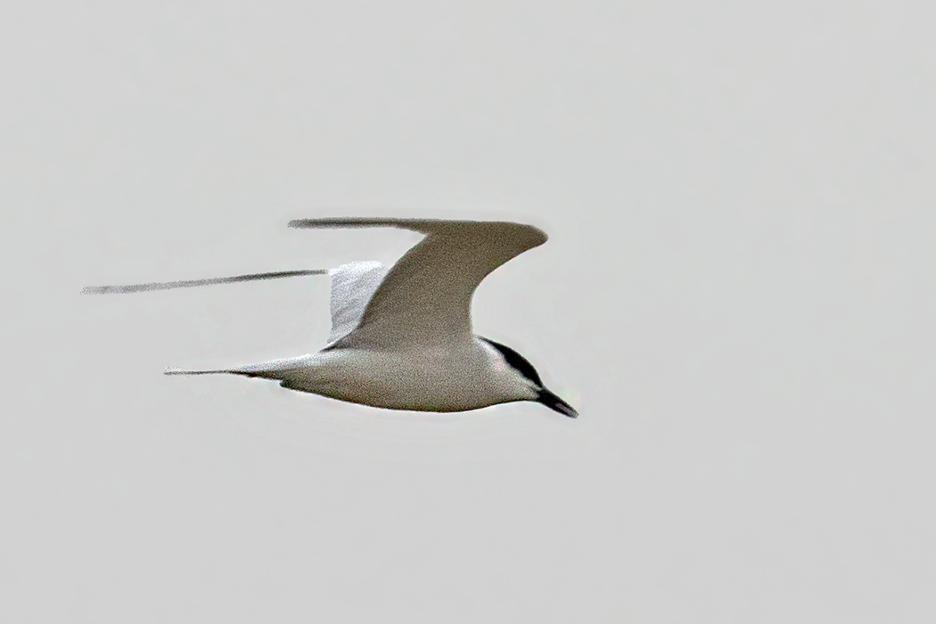 Gull-billed Tern