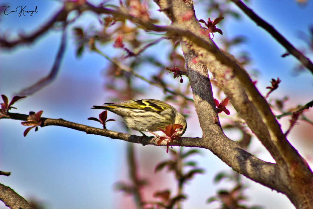 Eurasian Siskin