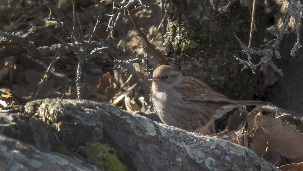 Dunnock