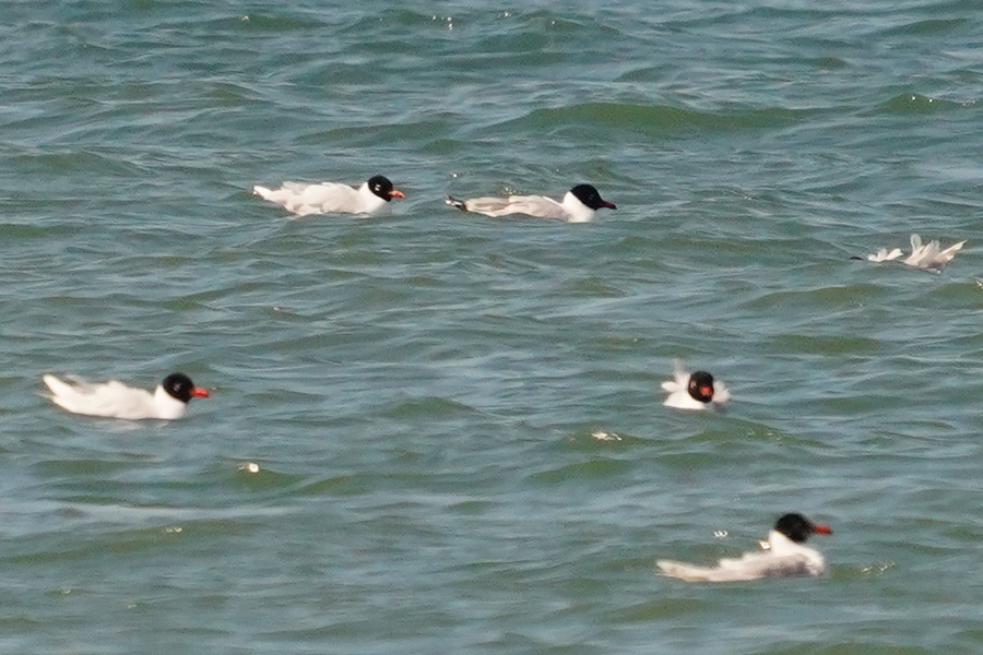 Mediterranean Gull