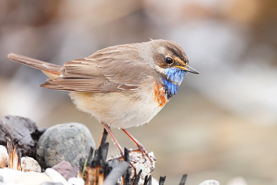 Bluethroat