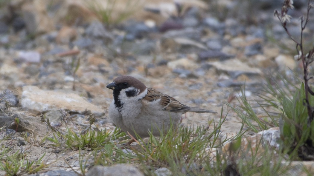 Eurasian Tree Sparrow