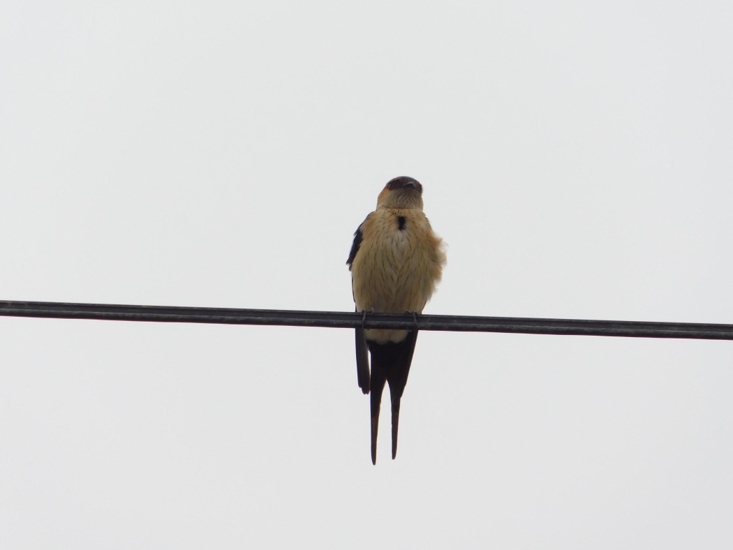 European Red-rumped Swallow