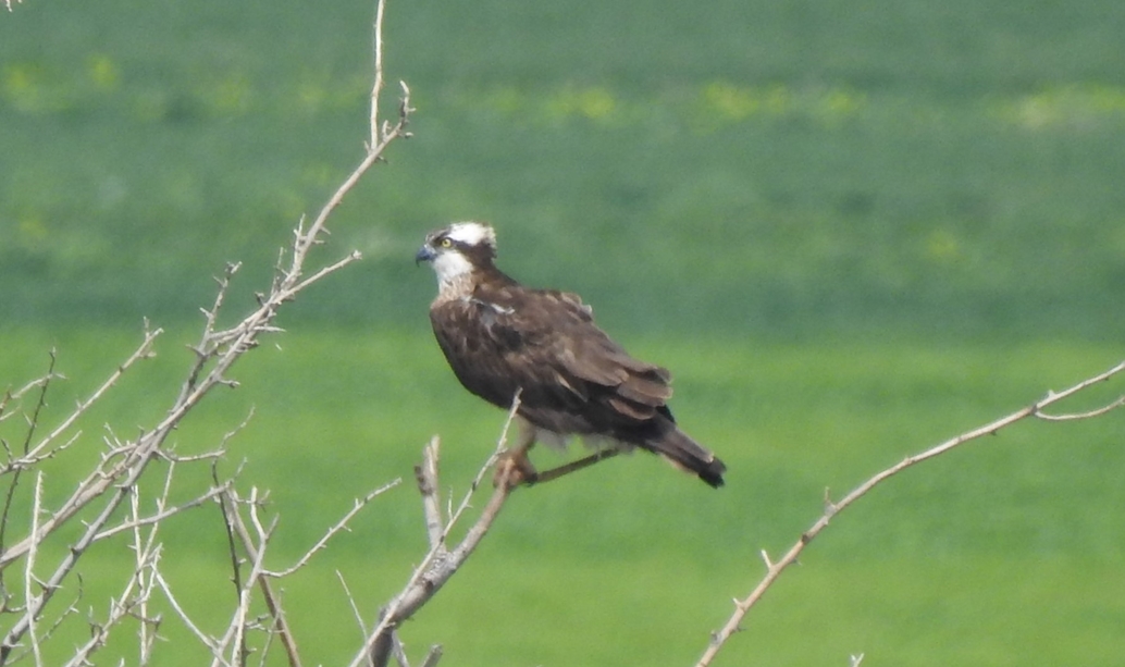 Osprey