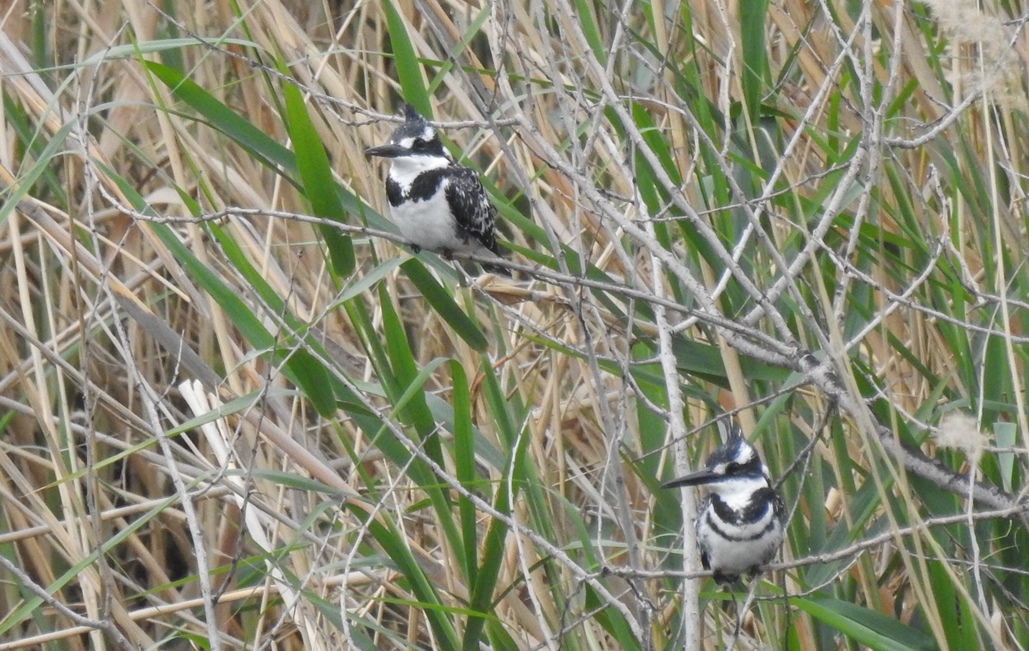 Pied Kingfisher