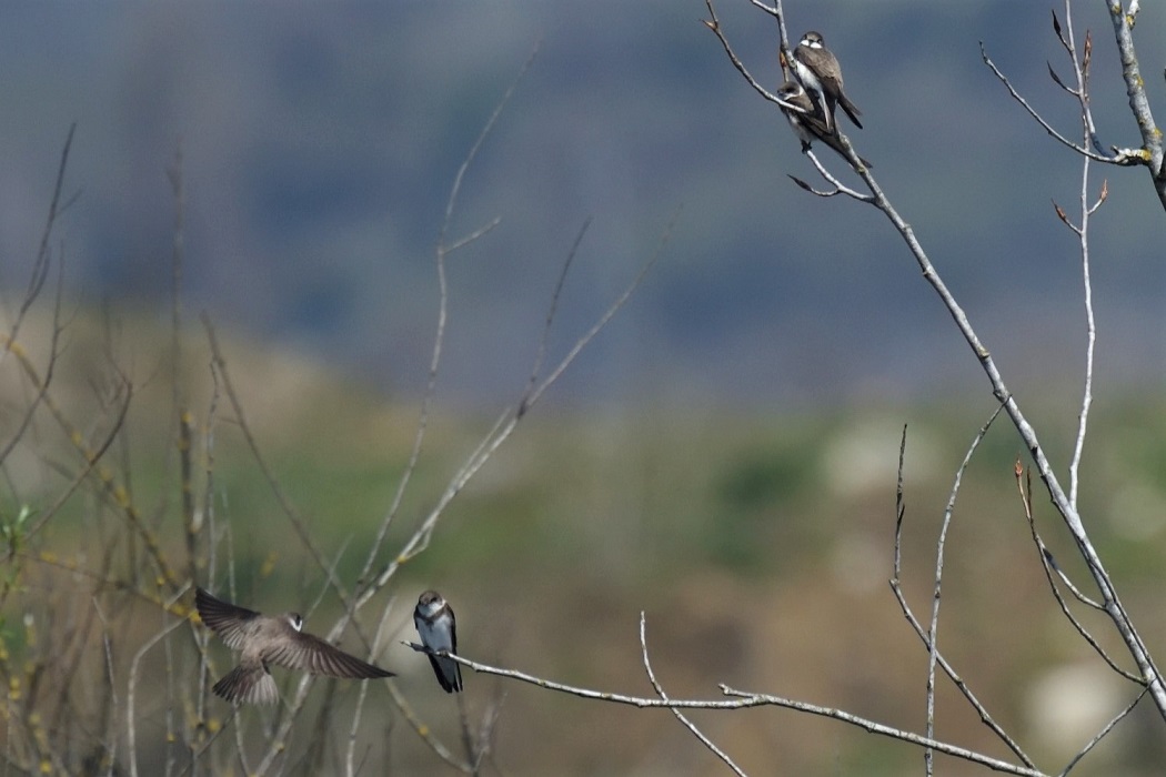 Sand Martin