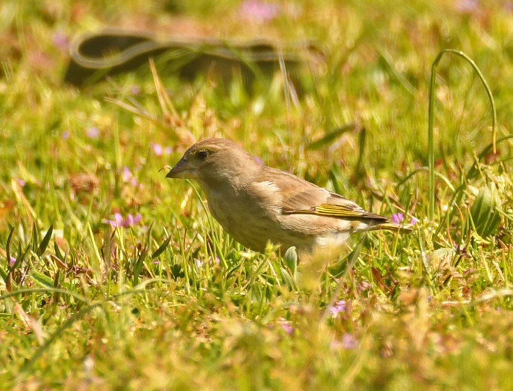 European Greenfinch