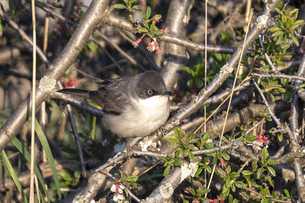 Eastern Orphean Warbler
