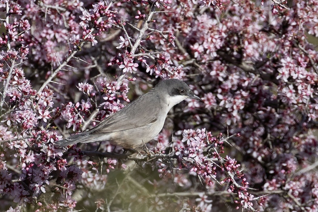 Eastern Orphean Warbler
