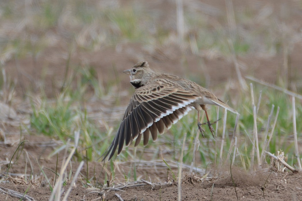 Calandra Lark
