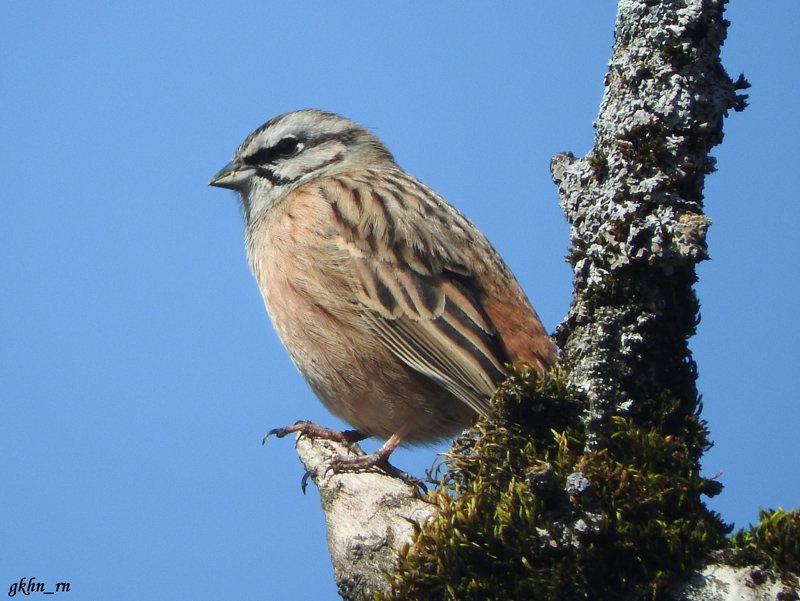 Rock Bunting