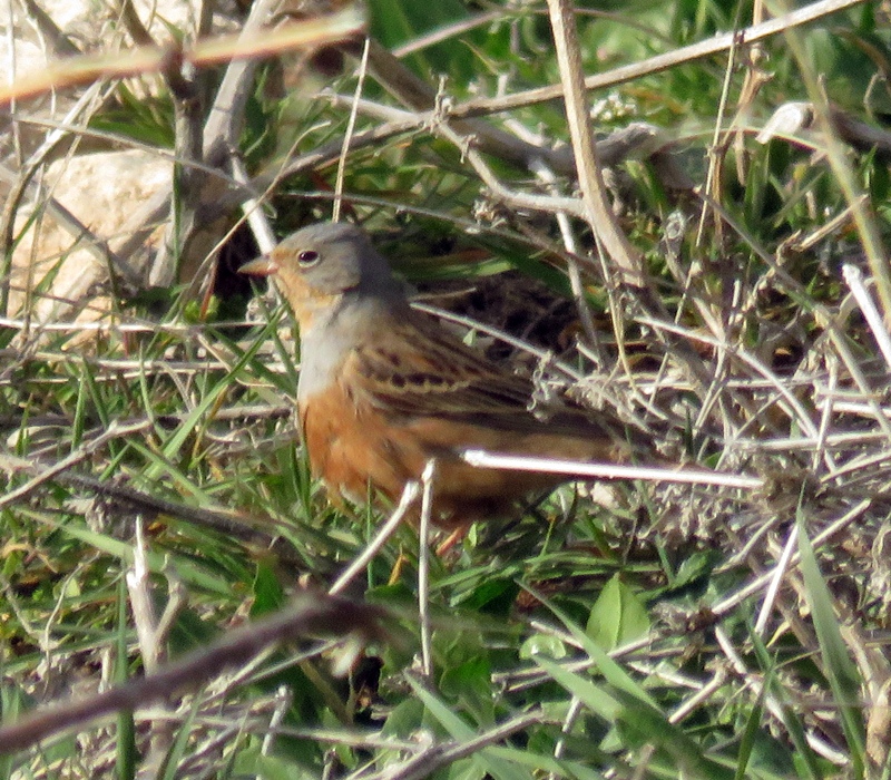 Cretzschmar`s Bunting