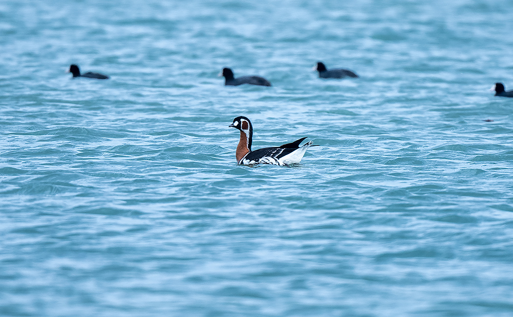 Red-breasted Goose