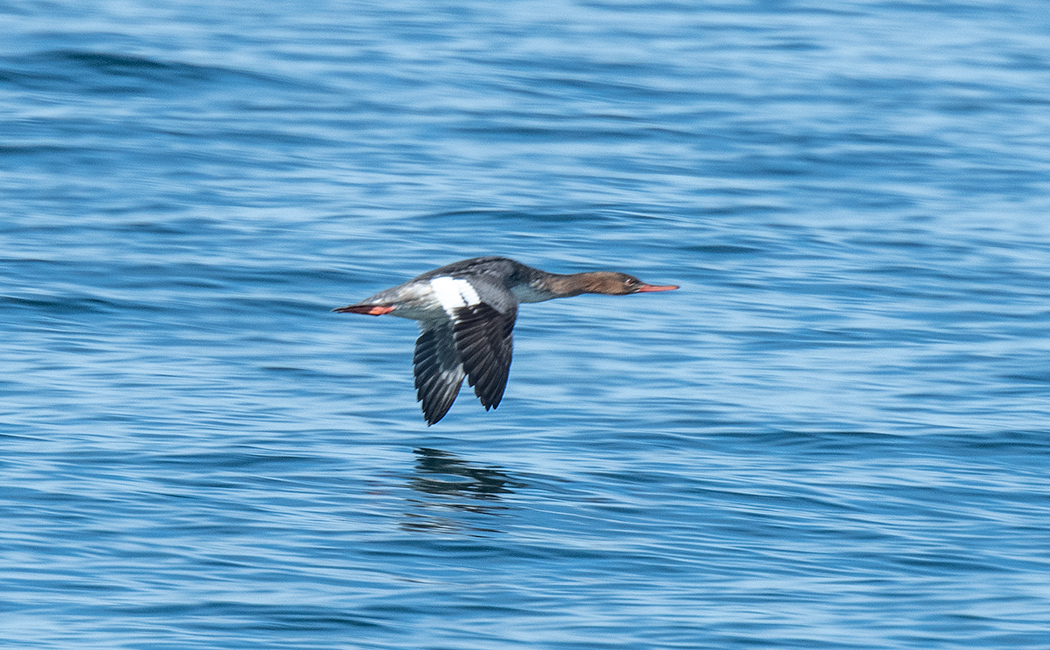 Red-breasted Merganser