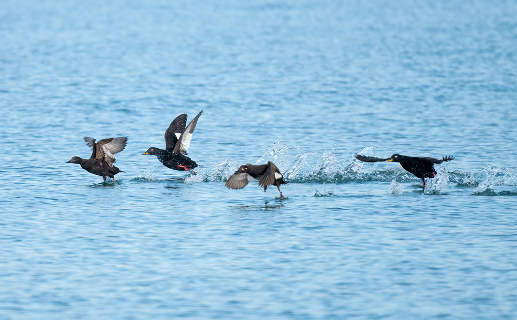 Velvet Scoter