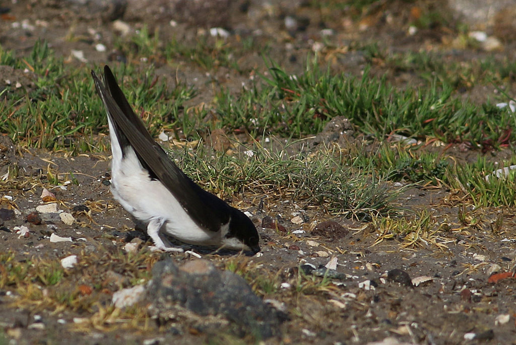 Common House Martin