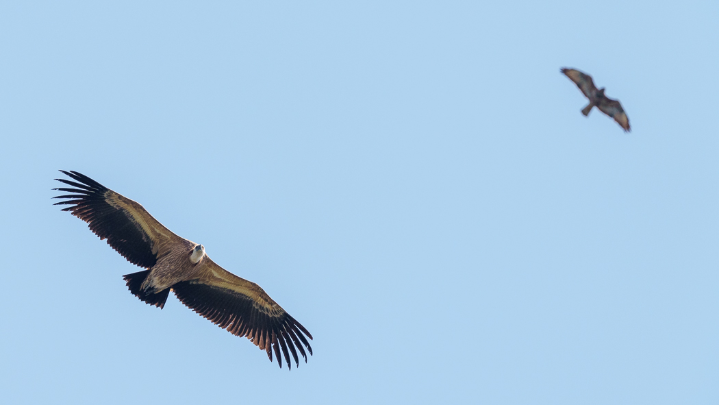 Griffon Vulture
