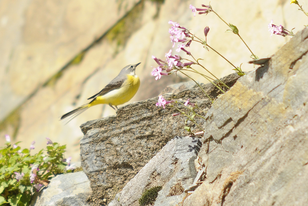 Grey Wagtail