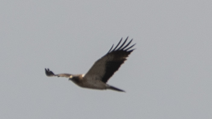 Küçük Kartal