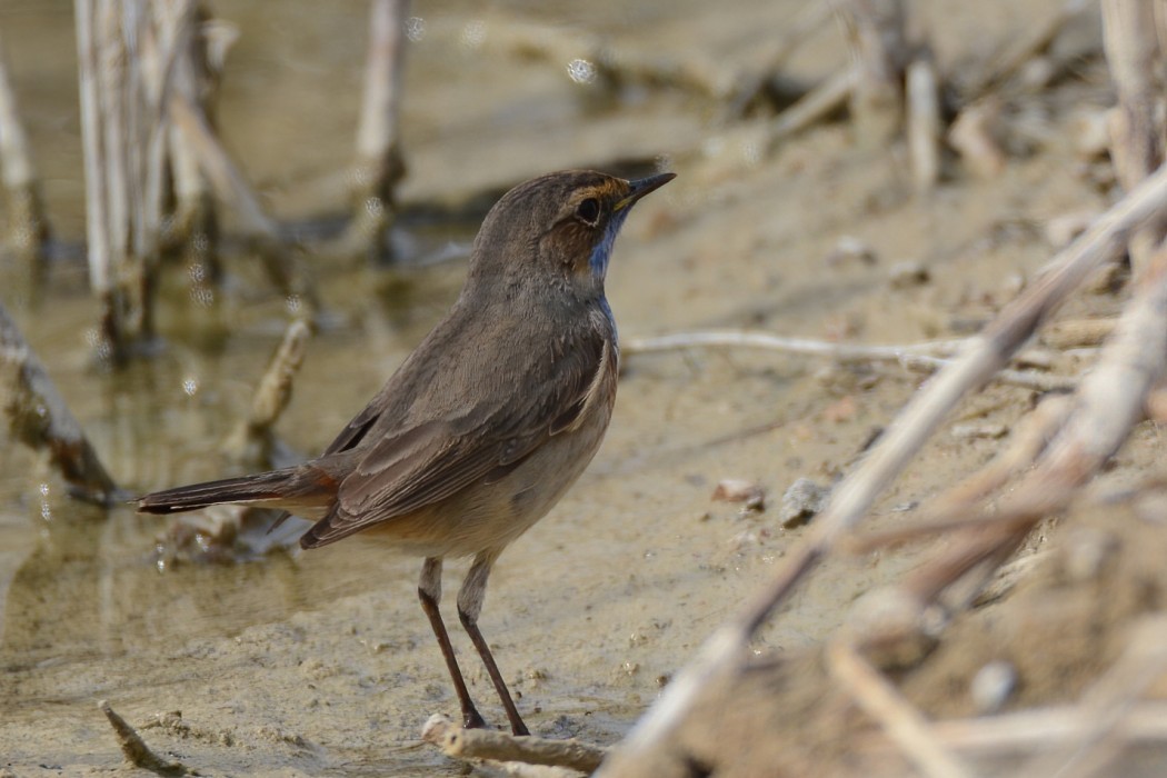Bluethroat