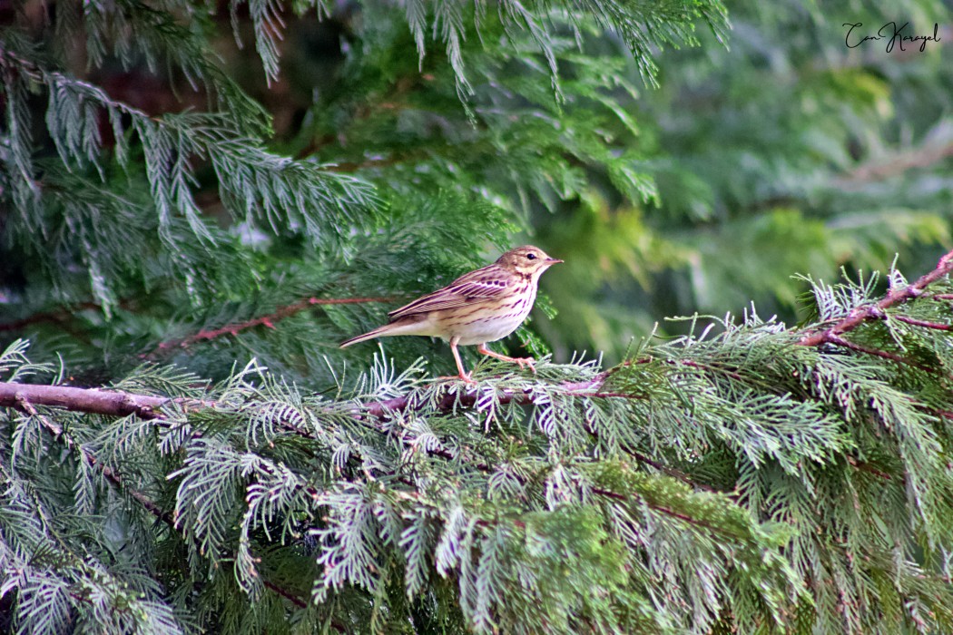 Tree Pipit