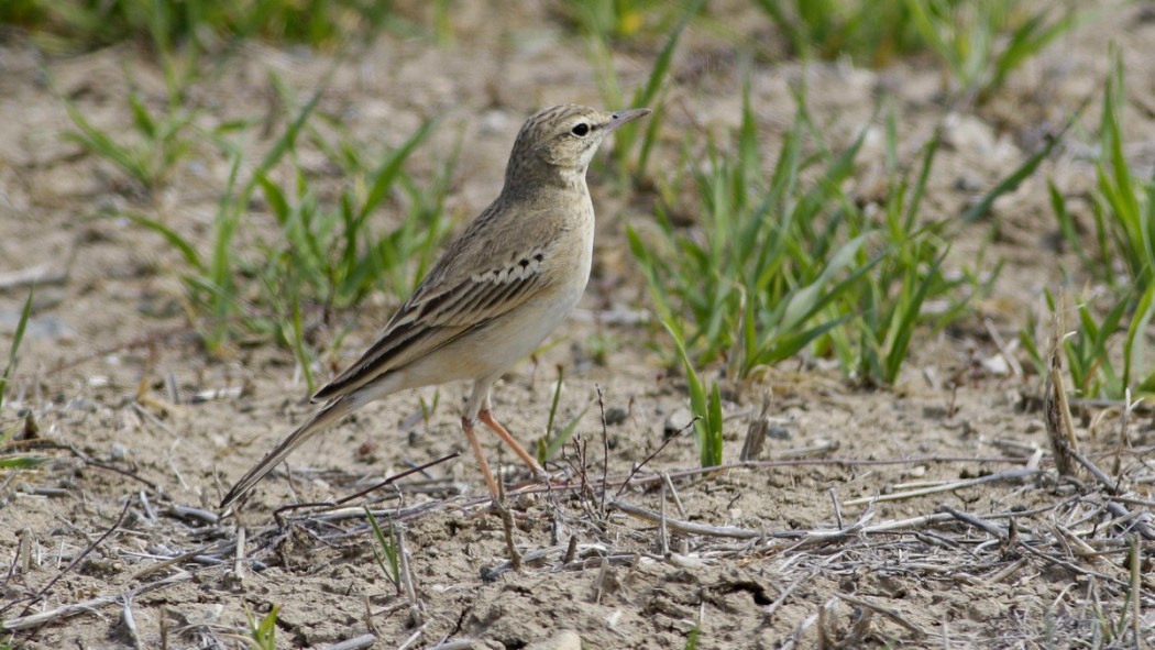Tawny Pipit