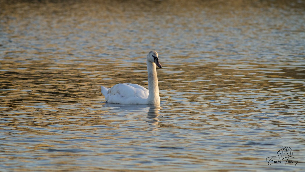 Mute Swan