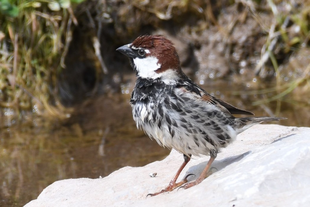 Spanish Sparrow