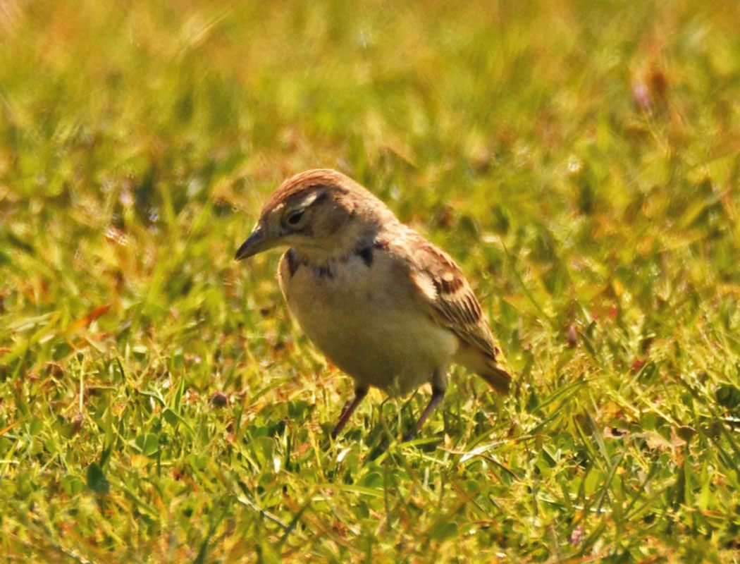 Calandra Lark