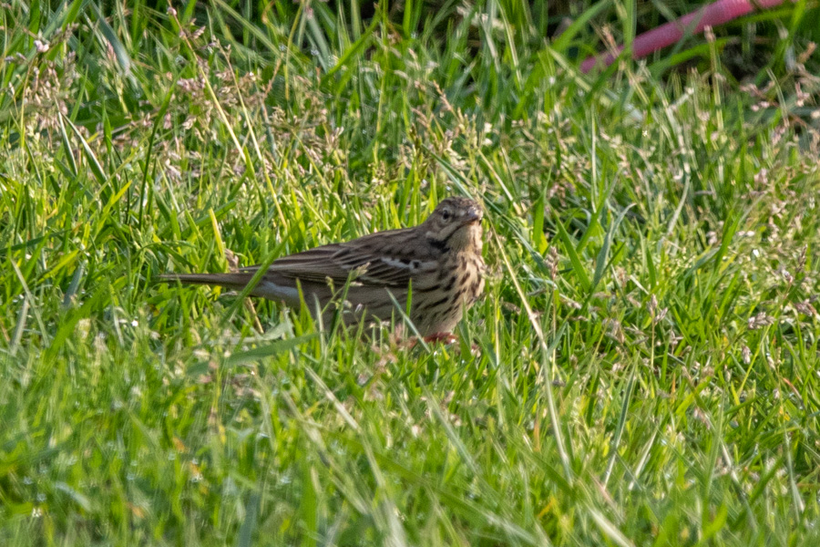 Tree Pipit