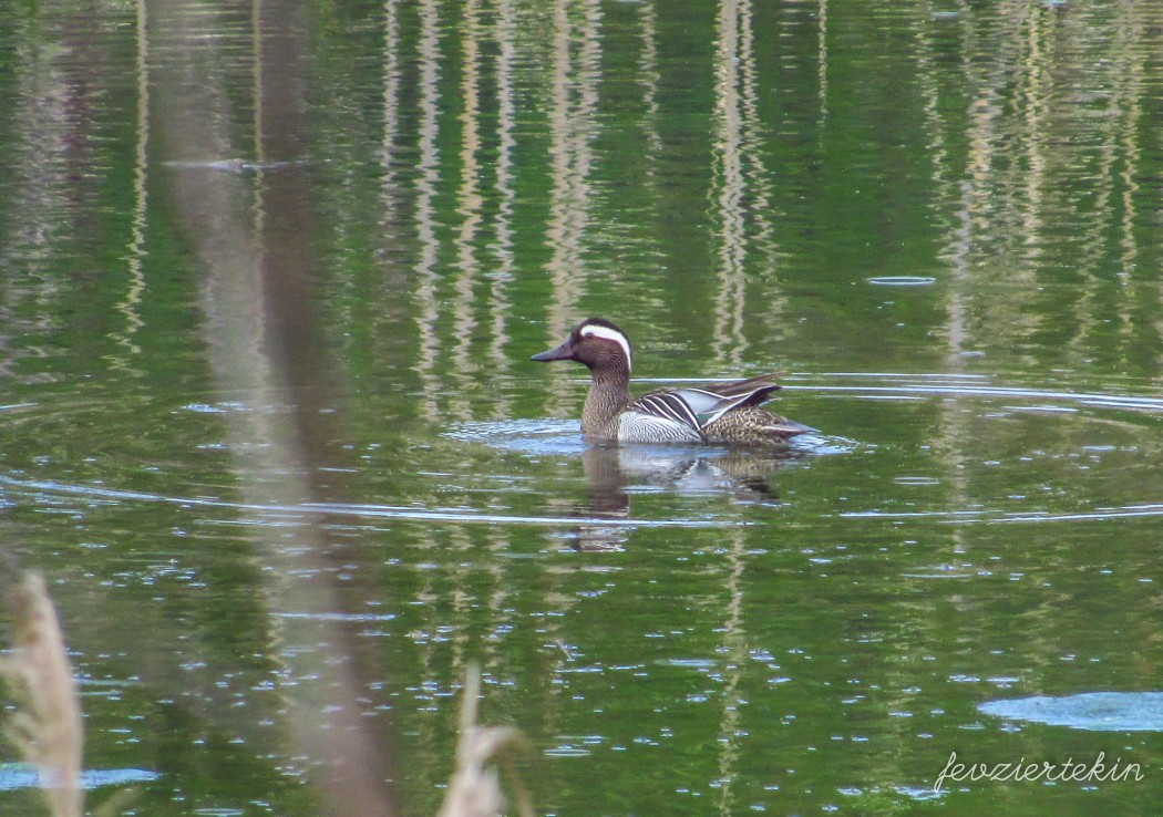 Garganey