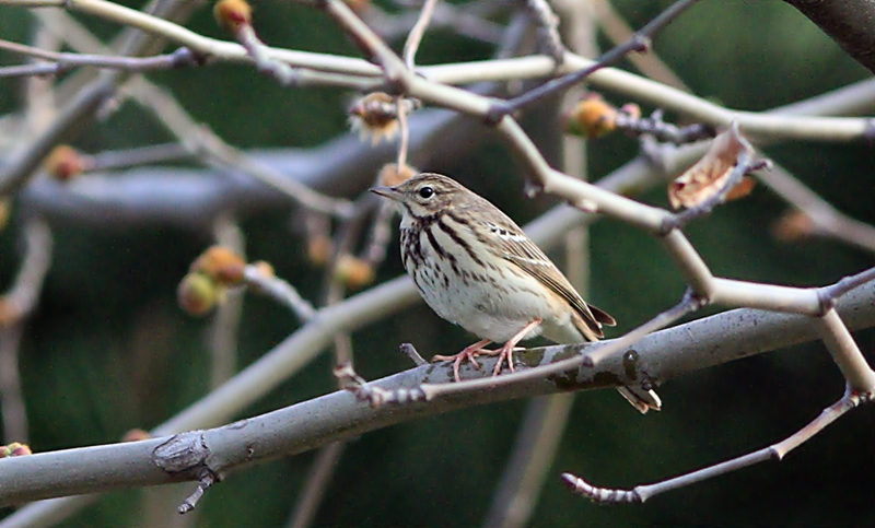 Tree Pipit