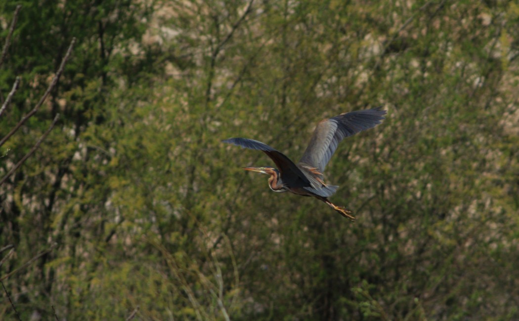 Purple Heron
