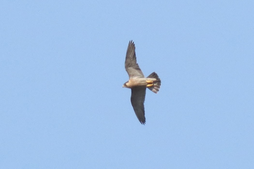 Peregrine Falcon