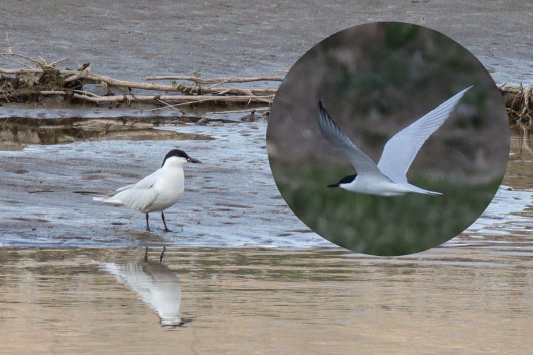 Gull-billed Tern