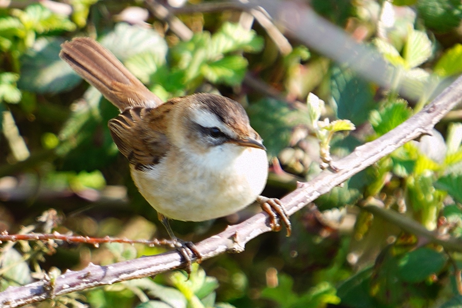 Moustached Warbler