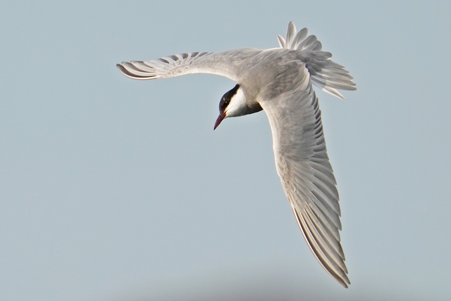 Whiskered Tern