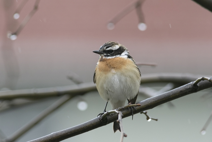 Whinchat