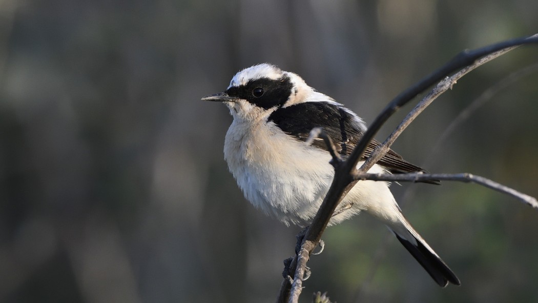 Black-eared Wheatear