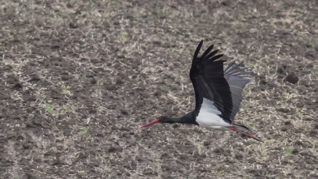Black Stork