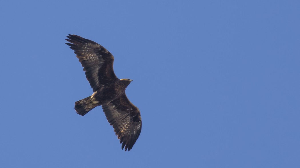 Golden Eagle
