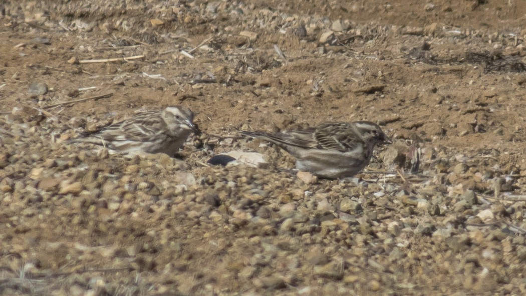Rock Sparrow