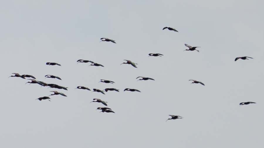 Glossy Ibis