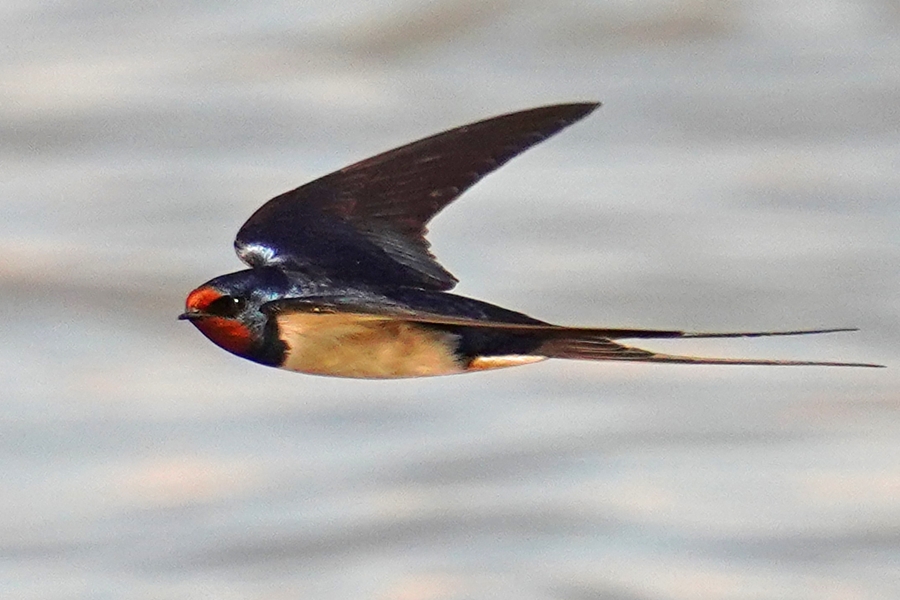 Barn Swallow