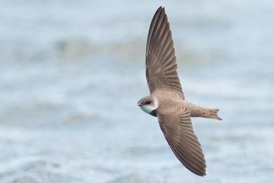 Sand Martin