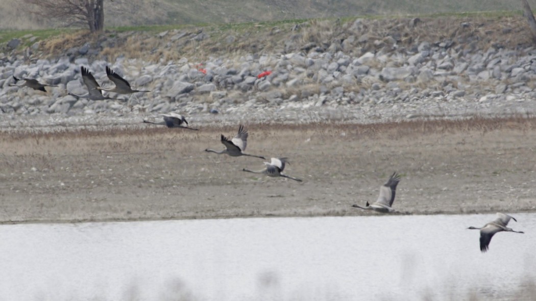 Common Crane