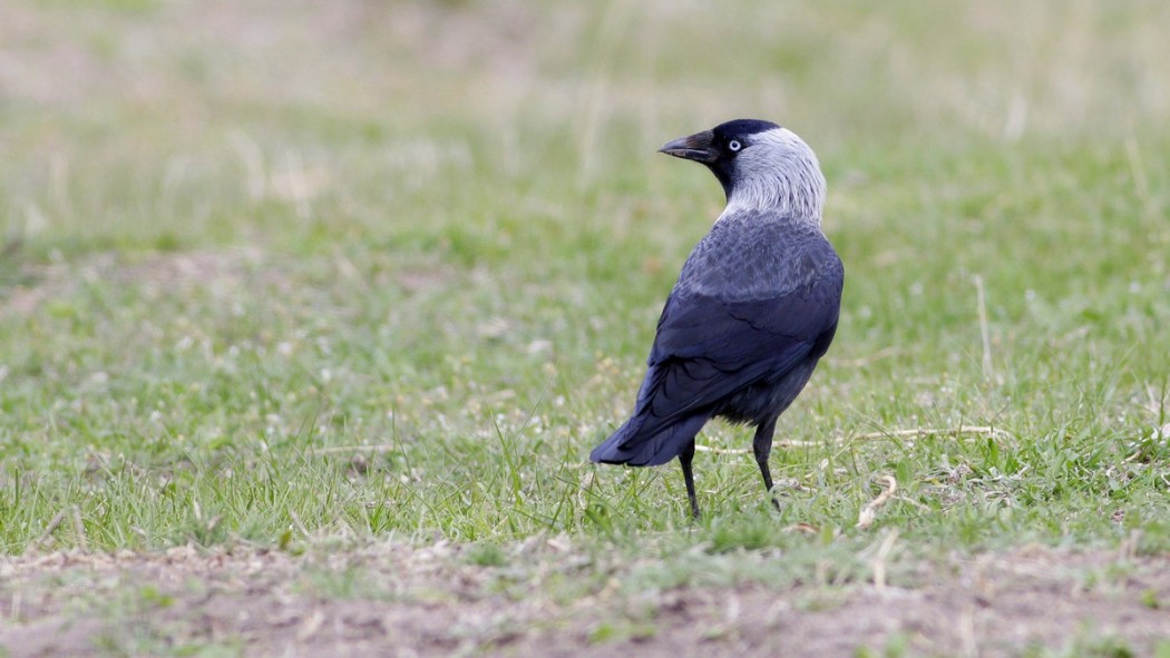 Western Jackdaw