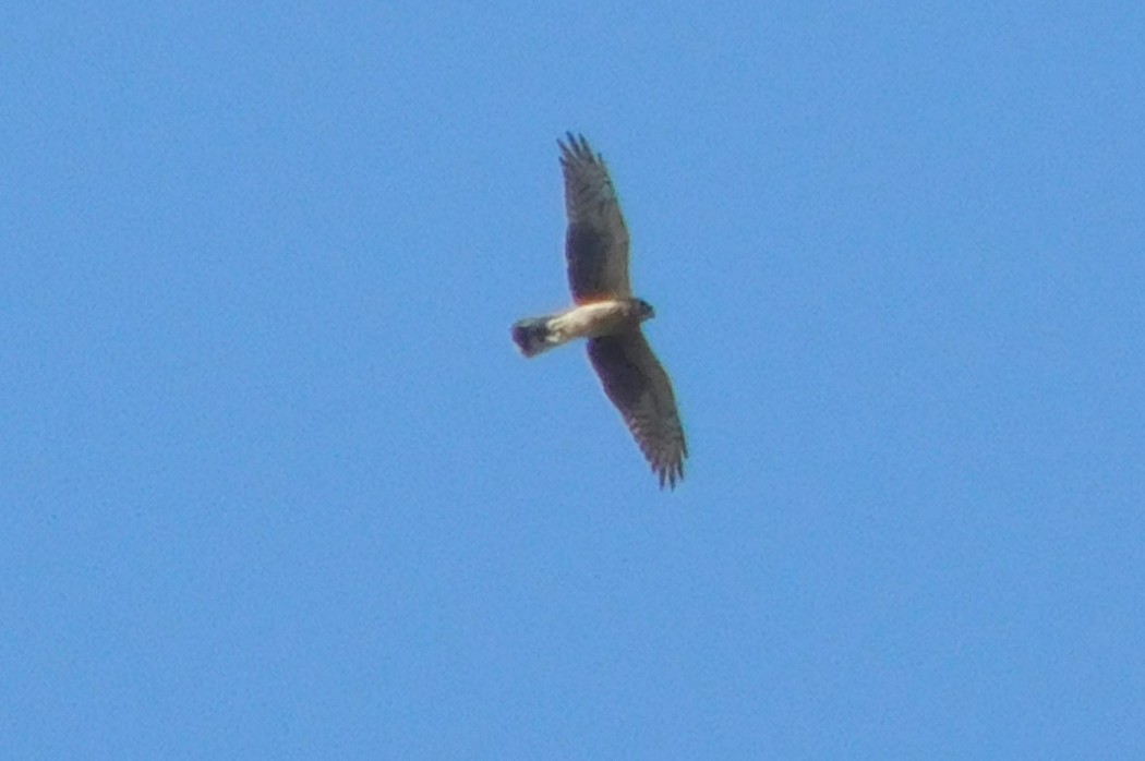 Montagu`s Harrier
